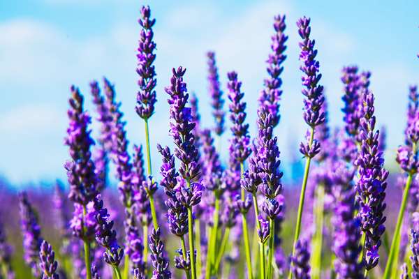 In Car Aromatherapy, 5 Pewangi Pengusir Stres